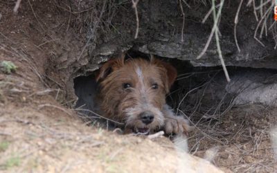 Hunting Dogs - Burrow Breeds