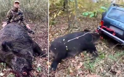 Hunt a boar the size of a cow and see how they have to get it out!