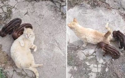 Sensational images of a cat taking care of two baby wild boars