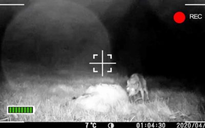 'Hunt' a wolf devouring a sheep just 50 meters from a village in Galicia