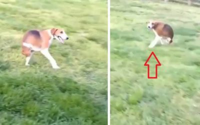 This dog, which is missing its hind legs, excites hunters, watch how it runs!