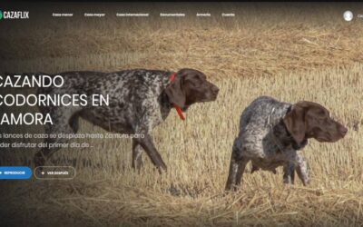 Cazando codornices con perro de muestra en Zamora