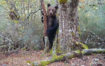 Graban por primera vez un oso pardo en el Macizo Central Orensano