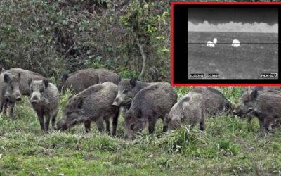 The wild boar can be hunted throughout the year and with night vision in the epicenter of COVID-19 in Italy