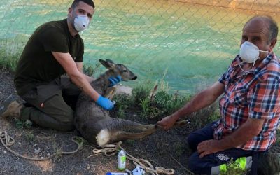 A young hero hunts two roe deer and saves 32 others's lives