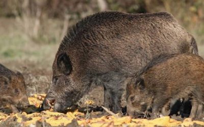 Los agricultores piden que el jabalí se cace también en rececho en Galicia