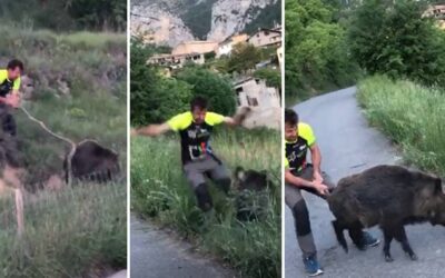 Intenta coger a mano a un jabalí con unos colmillos de infarto que podrían haberlo matado