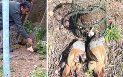 Dos cazadores crían a este increíble reclamo de perdiz: «Es uno más de la casa»