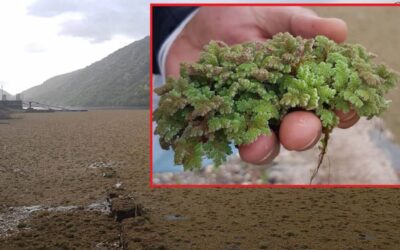 Preocupante imagen del río Tajo: esta planta invasora podría poner en peligro a todos los peces