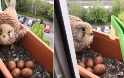 Un cernícalo anida en la maceta de su ventana y difunde un vídeo alimentándolo