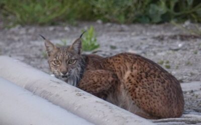 Rescatan a un lince ibérico en una fábrica de cemento de Toledo