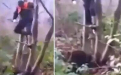 Un cazador se tiene que subir a un árbol para escapar del ataque de este jabalí