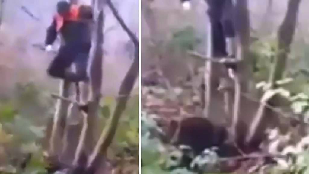 Un cazador se tiene que subir a un árbol para escapar del ataque de este jabalí