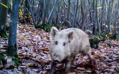 Algunos animales sí detectan las cámaras trampa: Este jabalí blanco es el ejemplo