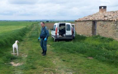 He takes his dogs for a walk and the Seprona denounces him for "hunting partridges without a weapon"