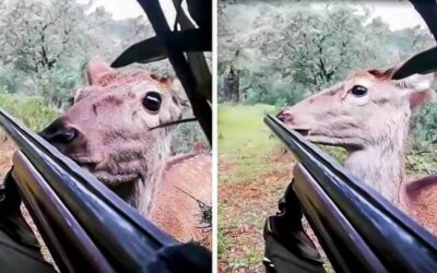 Una cierva se acerca a un cazador de perdiz con reclamo y olfatea el cañón de su escopeta