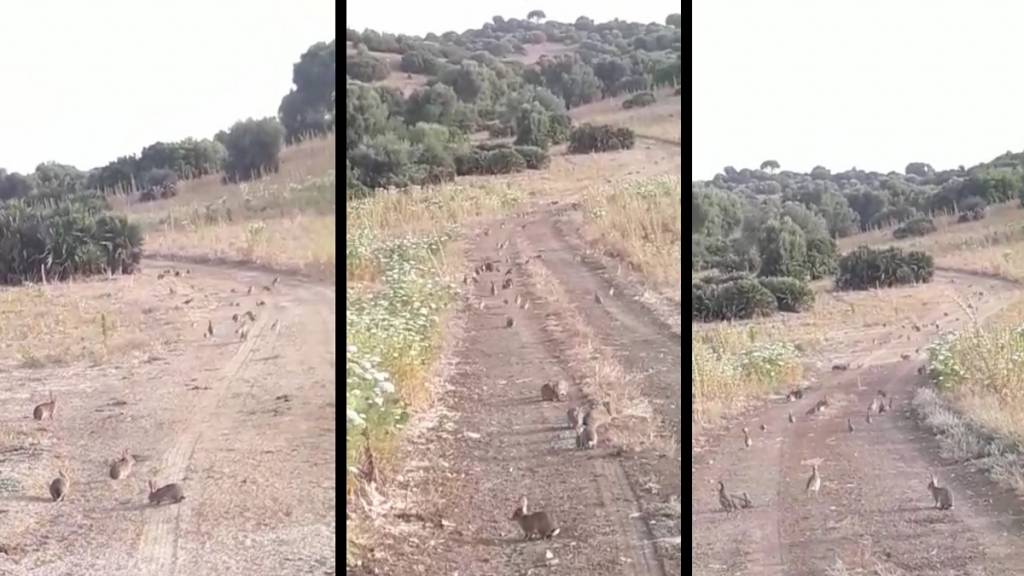 El sueño de cualquier cazador: graban cientos de perdices y conejos en un coto