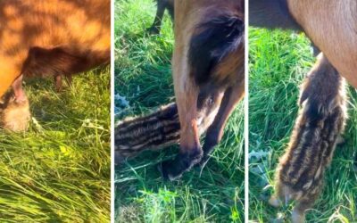 Graban a una cría de jabalí amamantándose de una cabra