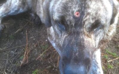 Disparan a la cabeza a la mastina de un ganadero y envenenan a sus cachorros