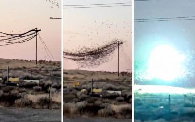 Stunning video: thousands of starlings are struck by electric shock on high-voltage cables