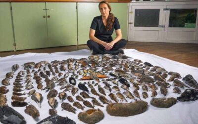 All these animals have been hunted by domestic cats for a year