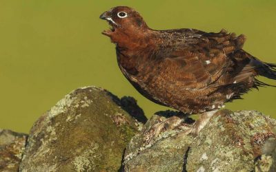 Así salvaron los cazadores al grouse, la ‘perdiz’ que ha costado a Saray su expulsión de MasterChef 8