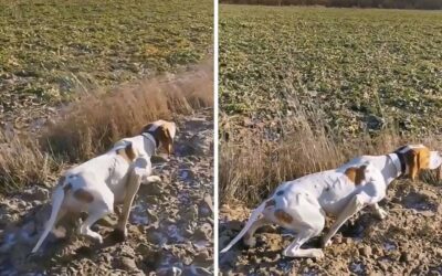 Increíble muestra y guía de un pointer a una pieza de caza