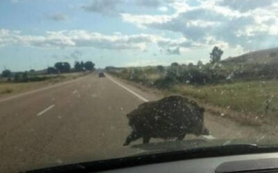 ¿Crees que atropellar a un jabalí es grave? Pues mira qué pasa con este gigante