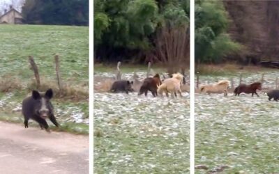 ¡Insólito! Dos ponis atacan a un agresivo jabalí que había embestido a un matrimonio