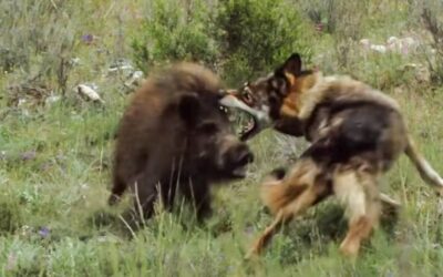 Un bravo jabalí lucha contra un lobo que intenta darle caza