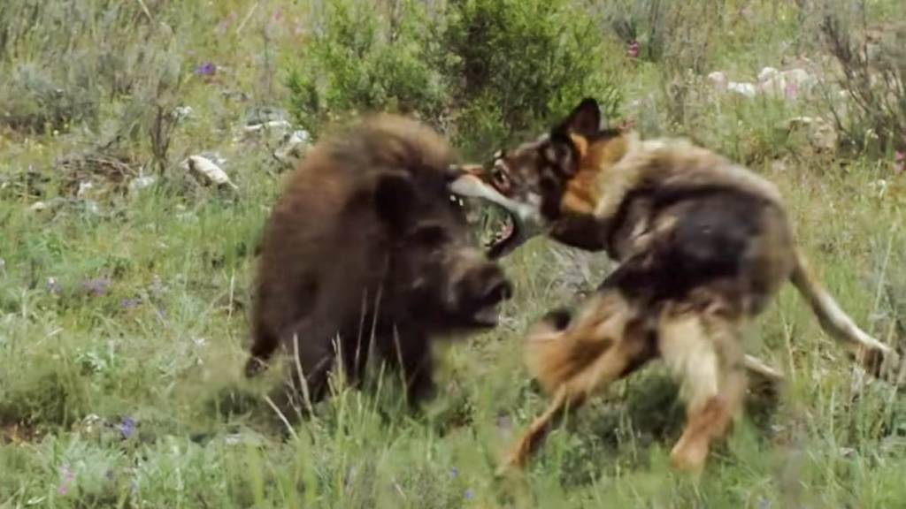 wolf vs. wild boar
