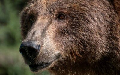 ¿Qué debemos hacer si vemos un oso en la carretera?