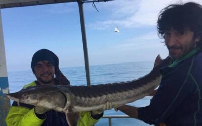 Spanish fishermen catch a fish that was believed to be missing from Europe: "We have never seen anything like it"