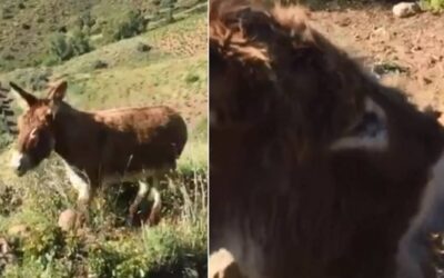 El reencuentro de este joven con su burra tras la cuarentena emociona a las redes sociales