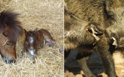 Una piara de jabalíes se salta un pastor eléctrico y ataca a un poni y dos terneros