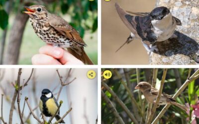 Cómo identificar a las aves por su canto: esta web te muestra hasta 85 especies