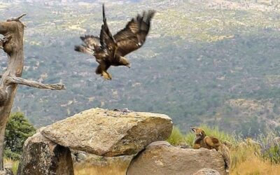 Un águila y un zorro protagonizan una apasionante pugna por un conejo