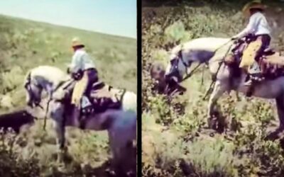 Un caballo muerde a un jabalí que intentaba atacarle y lo hace huir