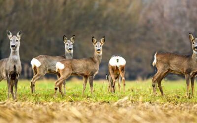 Published the order of bans of Galicia: the hunting of roe deer returns