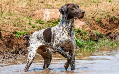 ¿Cómo evitar que mi perro de caza contraiga la leishmaniosis?