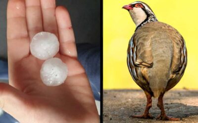 Una devastadora granizada hace peligrar la cría de perdiz y liebre al sur de Castilla y León